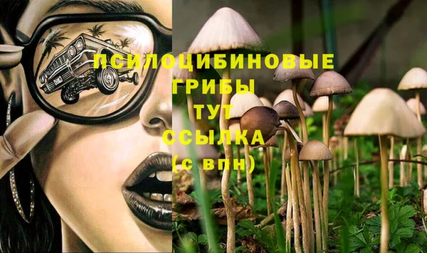 прущие грибы Тихорецк